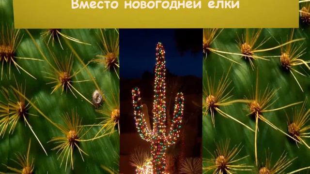 Онлайн-викторина Великолепные колючки