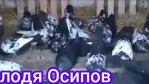 Свердловские голуби Владимира Осипова деревня Каменка Тюменская область
