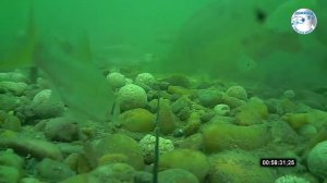 Карп на сало ? Возможно ли это? подводная съёмка !!