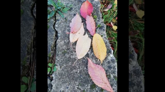 Цветы запоздалые и краски осени смотреть онлайн