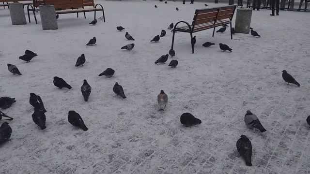 Утренние птицы смотреть онлайн