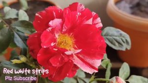 Red Roses | Hybrid Tea Rose | from Delbard France | Henri matisse Rose | perfume Rose | #rose