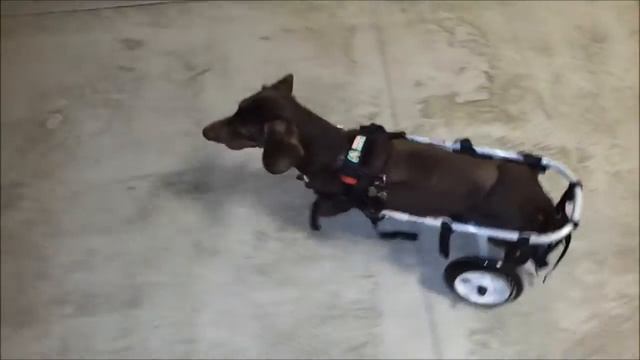 Таксик Тоша в инвалидной коляске Animal Mobile смотреть онлайн