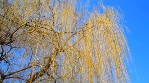 ТАК НАЧИНАЕТСЯ ВЕСНА