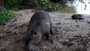 Болотный бобёр на вечернем обходе