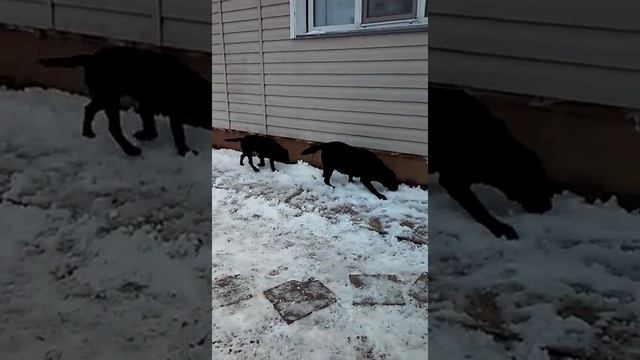 Черные щенки лабрадора, black labrador puppies, for sale