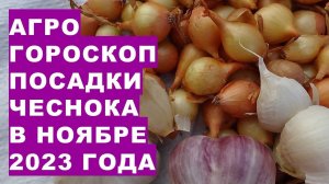 Агрогороскоп посадки озимого чеснока в ноябре 2023Agrohoroscope for planting garlic in November 2023