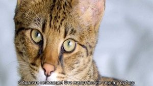 Серенгети (кошка): описание породы и характера