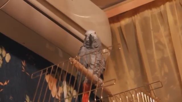 Мяукающий попугай