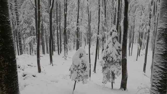 ЗИМНИЙ ЛЕС 2 ЧАСА РЕЛАКСА 2 часть смотреть онлайн