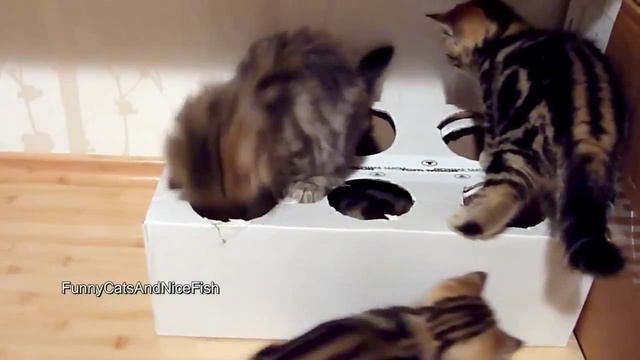 Cмешные животные! КОТЯТА и КОРОБКА смотреть онлайн