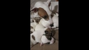 Расцветка щенков Джек Рассел. Интересные и милые щенки. Coloring of Jack Russell puppies.