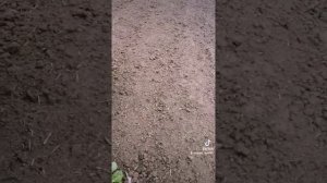 окучник для мотоблока.mp4
