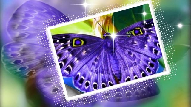 Загадочные бабочки смотреть онлайн