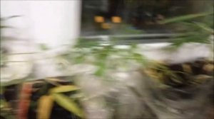 Как вырастить бамбук? Итоги.