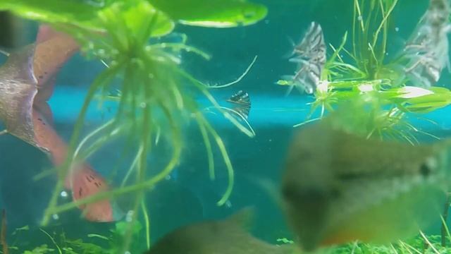 Карнегиелла или клинобрюшка мраморная  (Carnegiella strigata)