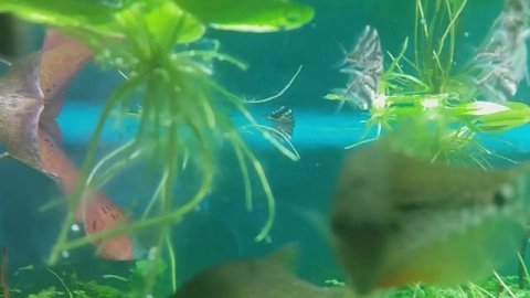 Карнегиелла или клинобрюшка мраморная (Carnegiella strigata)