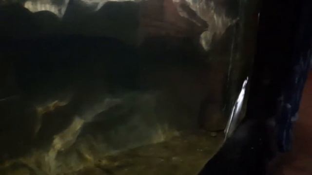 Плавание пингвинов Воронежский океанариум смотреть онлайн