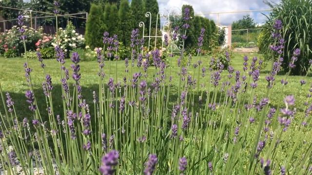 Roses and garden. Розы и сад. смотреть онлайн