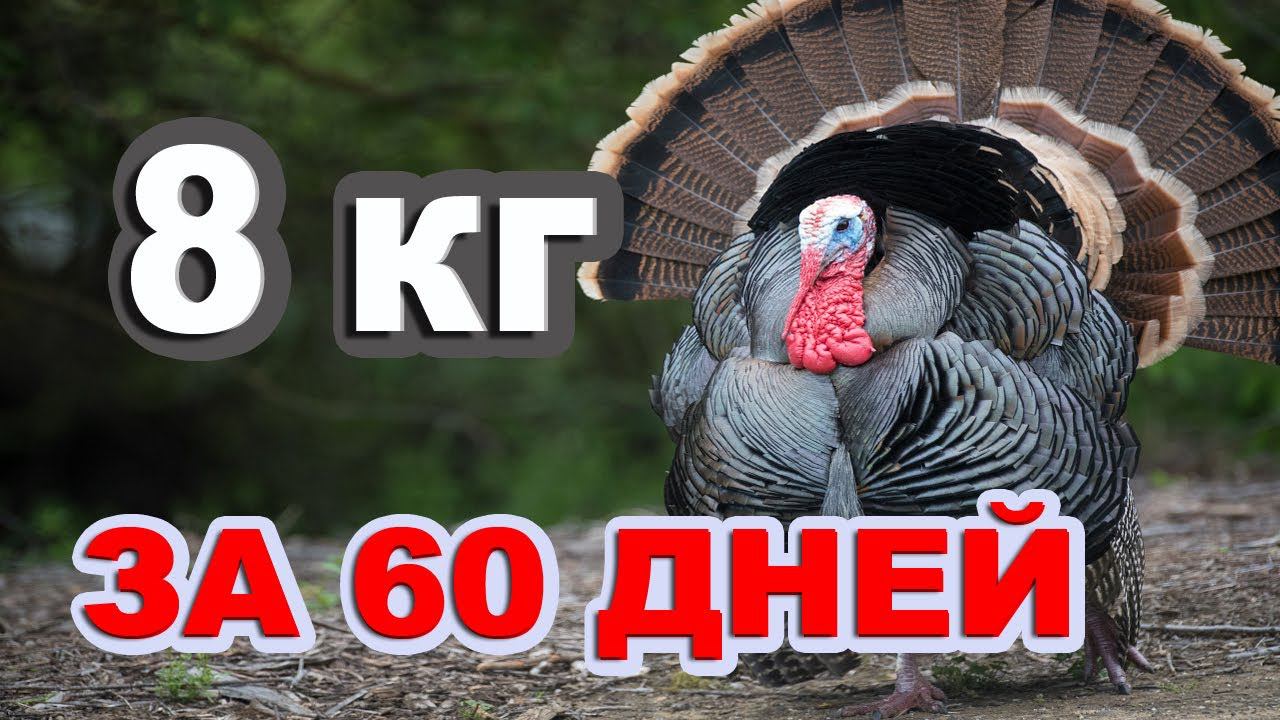 как научить индюка испражнятся в определенном месте? вес индюшат в два месяца смотреть онлайн