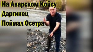 Удивительный Улов в Аварское Койсу Поймали Осетра Рыбалка в Дагестане