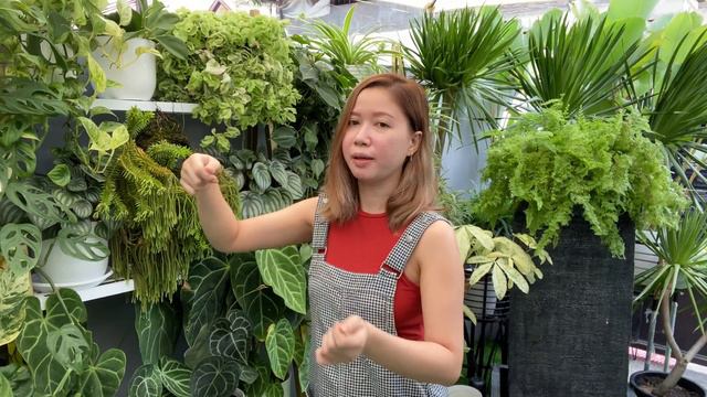 How I manage to take care all of my plants? || NEW PLANTS|| Plant tour|| mini Garden|| Roma So смотреть онлайн