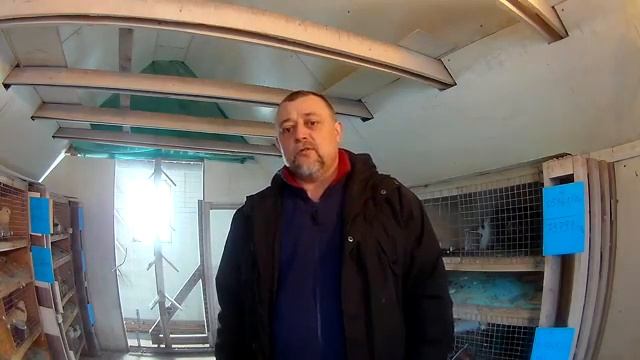 Голуби Серия Воробьёва (паровка голубей сезон 2022г.) смотреть онлайн