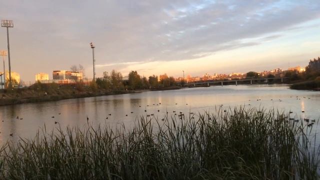 Утки на Мещерском озере / Осень в Нижнем Новгороде