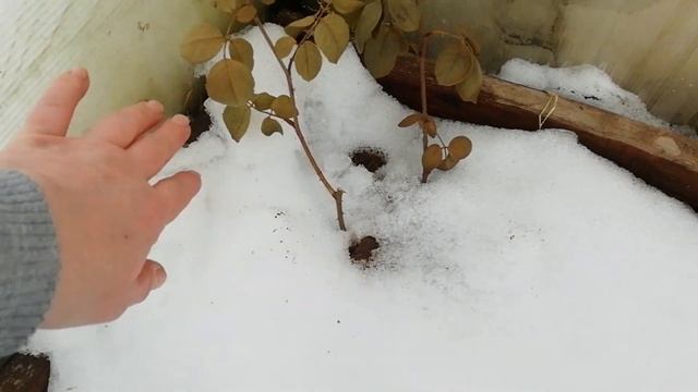 На улице оттепель, а на даче горы снега! ❄️❄️❄️? смотреть онлайн