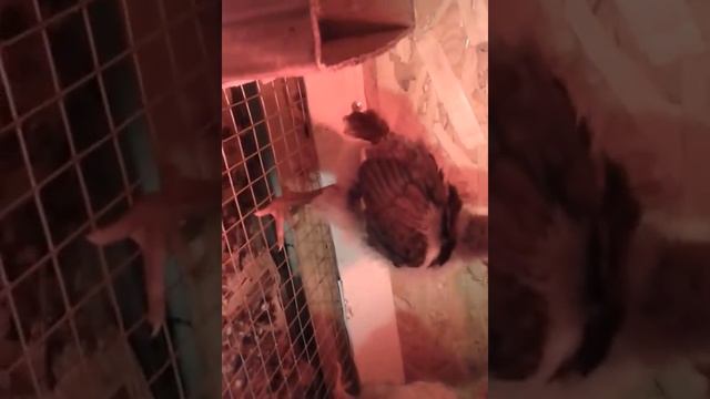 джерсийский гигант цыплята 15 дней смотреть онлайн