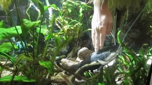 Сом краснохвостый. Акулий сом. Хищные рыбы едят с руки.