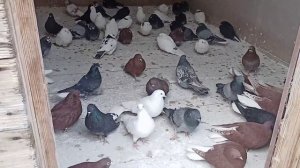 Николаевские голуби Николая Дёмина! Самарская область!