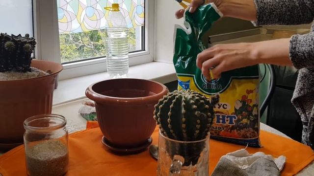 Посадка обрезанного кактуса