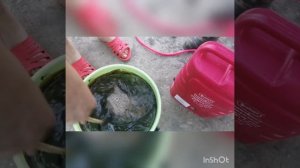 Обработка березовым дегтем от вредителей:тли,малиной мухи др.вредителей.Живём на Кубани ???