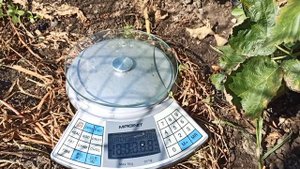 Ежевика "Блек Джем"