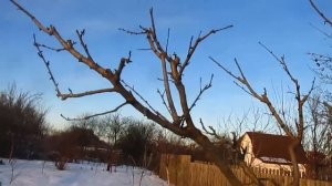 ЧТО ДЕЛАТЬ ЕСЛИ ПЕРСИК МЕЛКИЙ И ОСЫПАЕТСЯ.