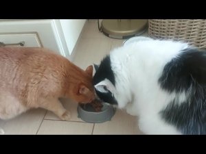 Кошачий тянитолкай