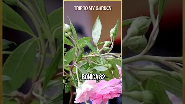 Bonica 82 Rose Flower||Thornless Rose