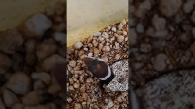 Рождение эублефара смотреть онлайн