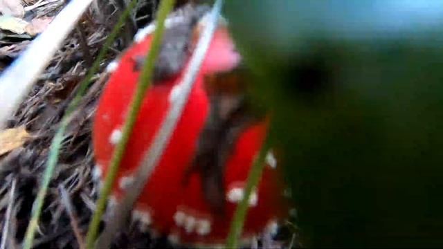 В ЛЕС ПО ГРИБЫ И КАК НАЙТИ ПРАВИЛЬНОЕ ГРИБНОЕ МЕСТО/ МНОГО ГРИБОВ, ПОДБЕРЁЗОВИКИ, МАСЛЯТА, КОЗЛЯКИ! смотреть онлайн