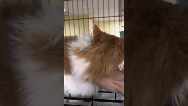 Лютик смотреть онлайн