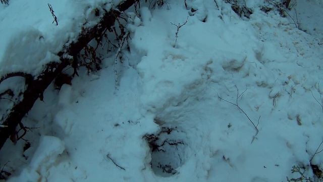 11 12 2019г в лес на делянку на пахусе 650 дача под Архангельском смотреть онлайн