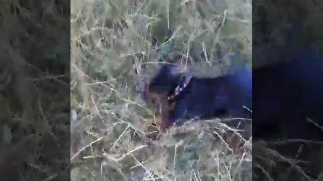 Любимый цвергпинчер/ карликовый пинчер/ мини доберман смотреть онлайн