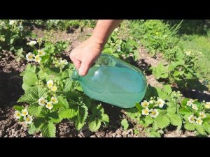 Клубника жирная с кулак! Спасибо борной кислоте Подкормка клубники борной кислотой во время цветения