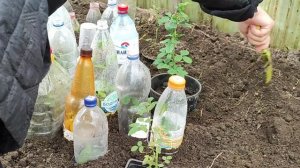 Как сохранить черенки роз на зиму( укорененные) .