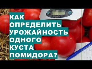 Как определить урожайность помидоров?