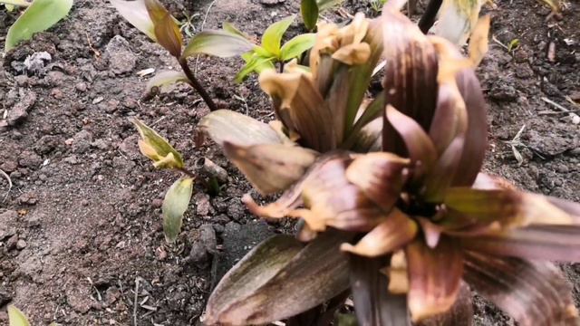 Черемухины холода  . Май 2024 . смотреть онлайн