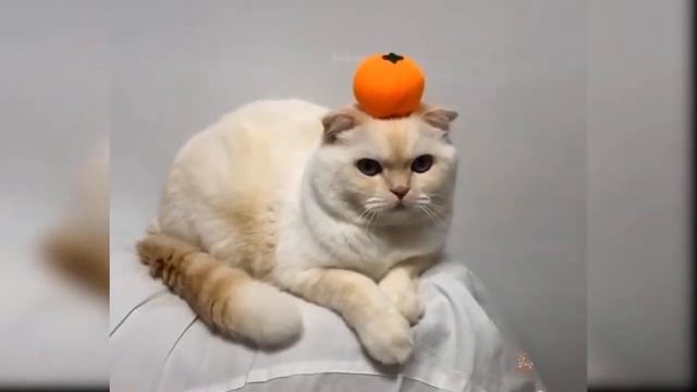 Детские кошки _ милые и забавные кошки выходных