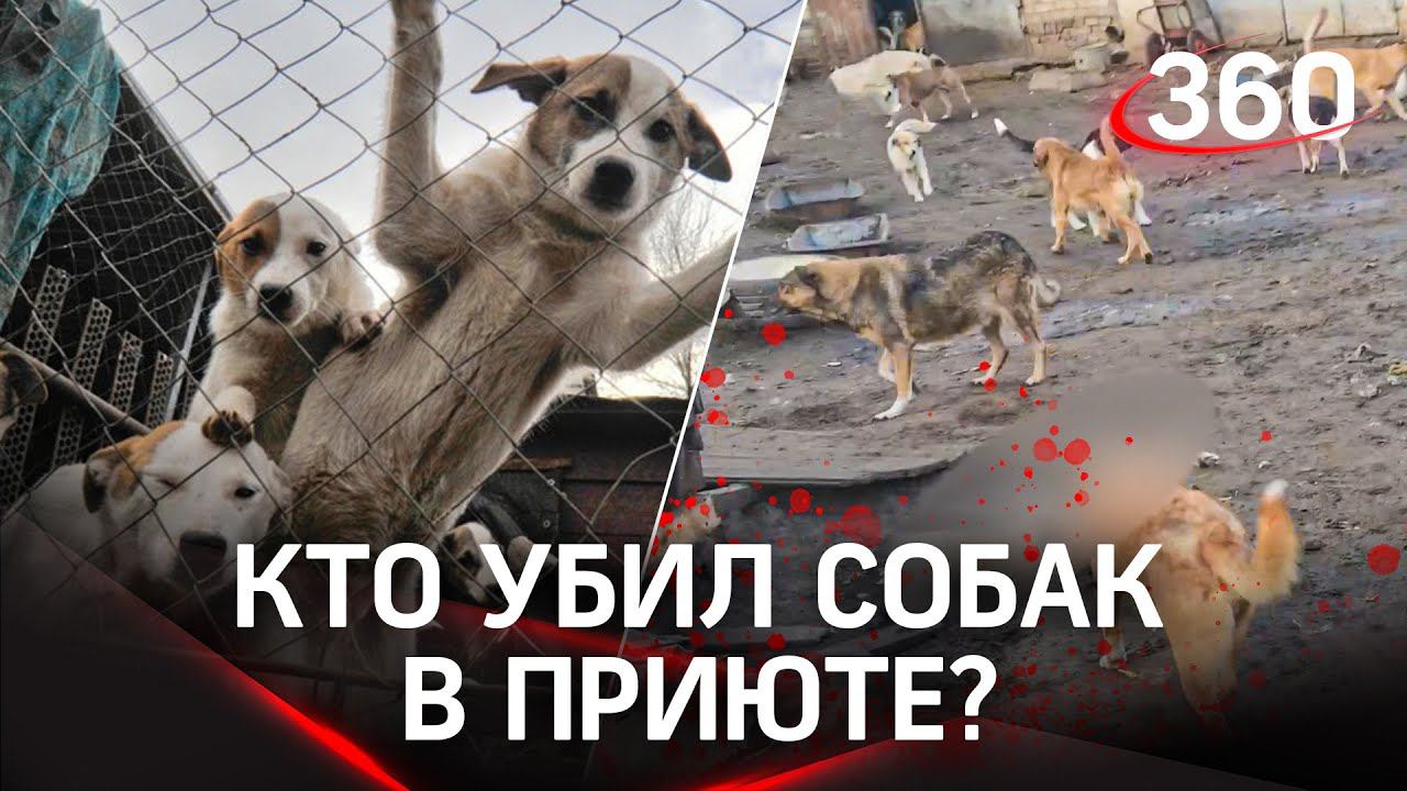 Застрелили, зарезали и отравили: жестокая расправа над собаками в Воронеже