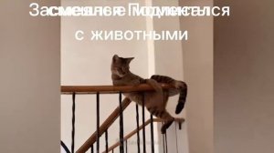 Самые смешные животные Приколы с котами и собаками 2023 один час смешных моментов с животными